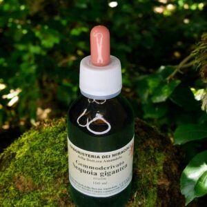 Gemmoderivato Sequoia Gigantea 100 ml